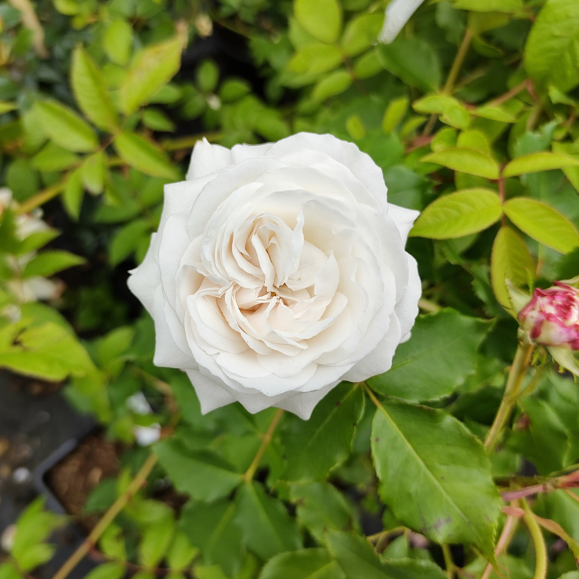Bakker Rosiers botaniques lot 2 racines nues rose blanc parfumés