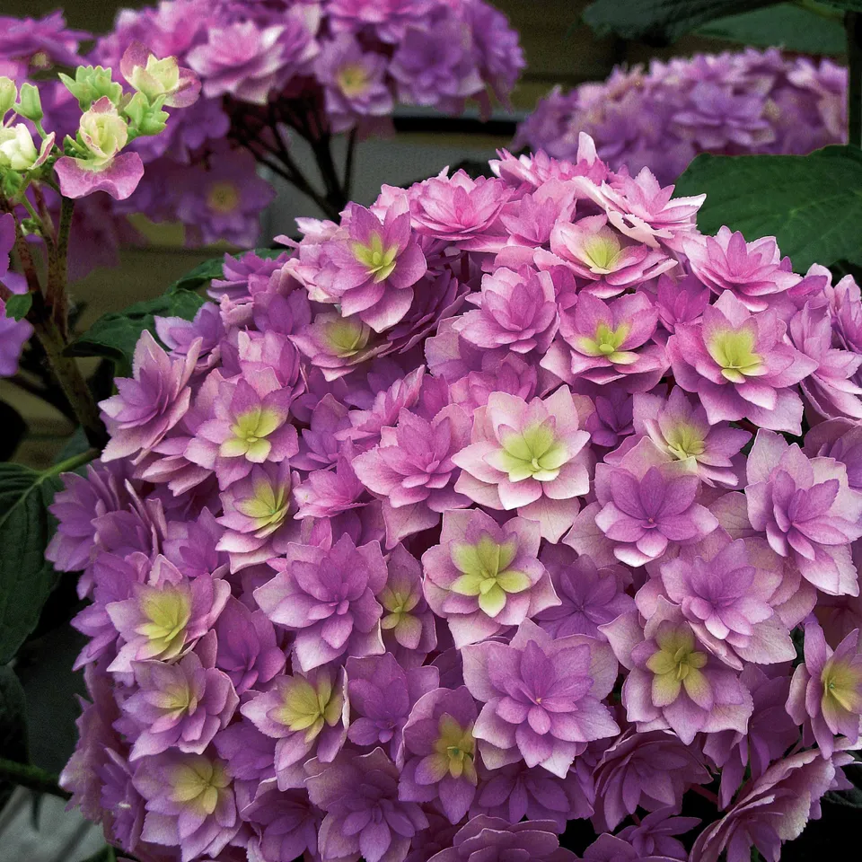 Bakker Expression hortensia rose 0.8L 15-20cm