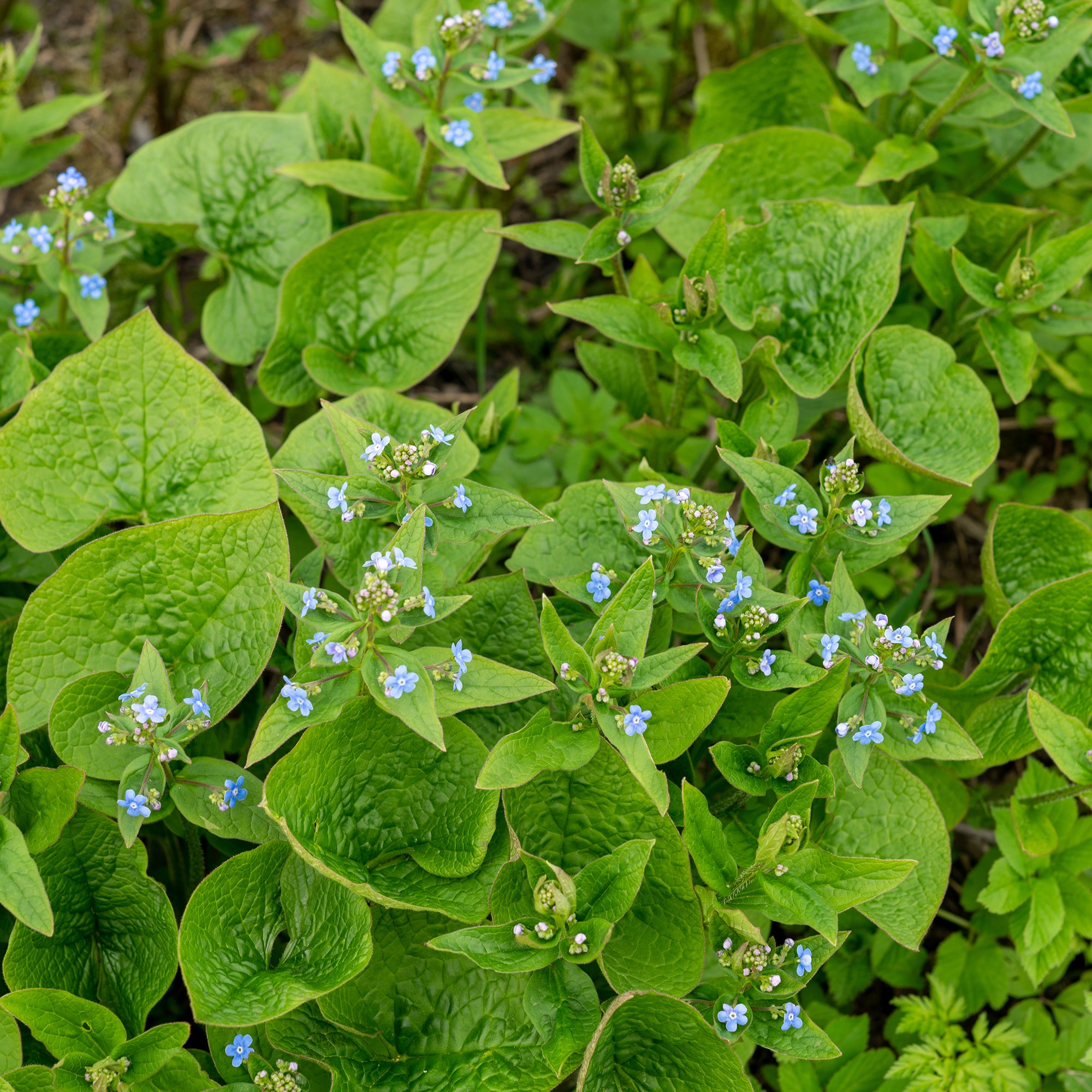 Bakker Buglosse Sibérie plante vivace pot 9cm fleur bleue ombre