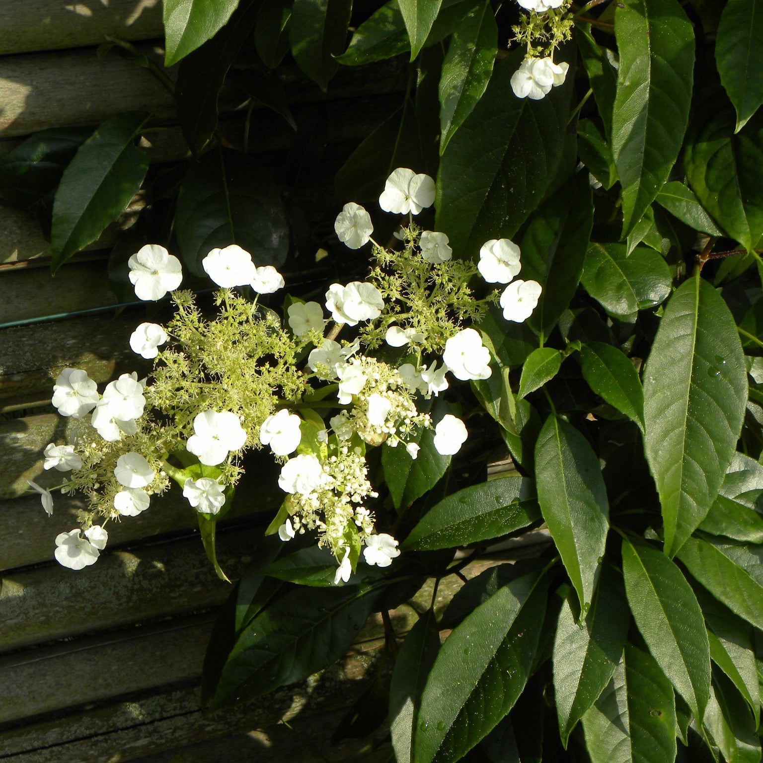 Bakker Hortensia grimpant persistant Seemanii blanc pot 1,5L