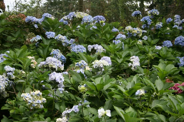 Les Hortensias du Haut Bois Setsuka Yae hortensia fleurs rondes