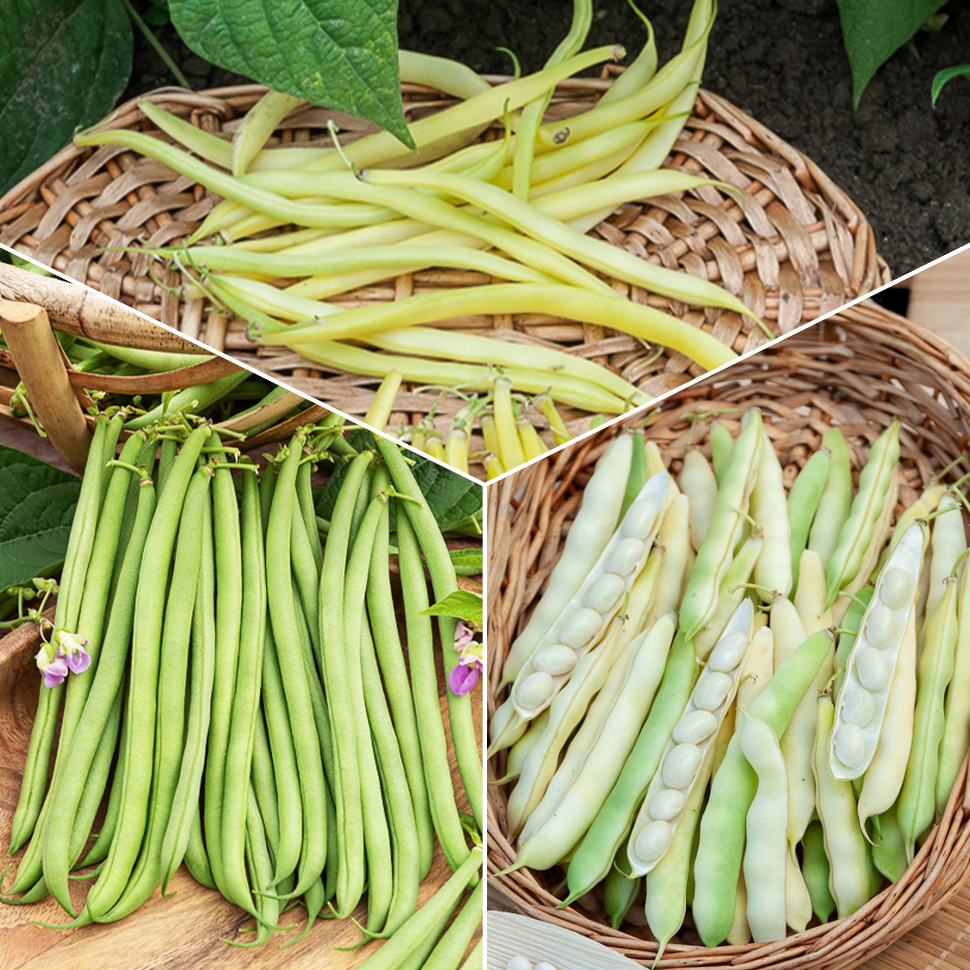 Bakker Collection Haricots graines potagères 3 sachets récolte été