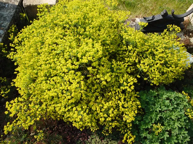 Passion Vivaces Euphorbia Clarice Howard euphorbe jaune pot 1L