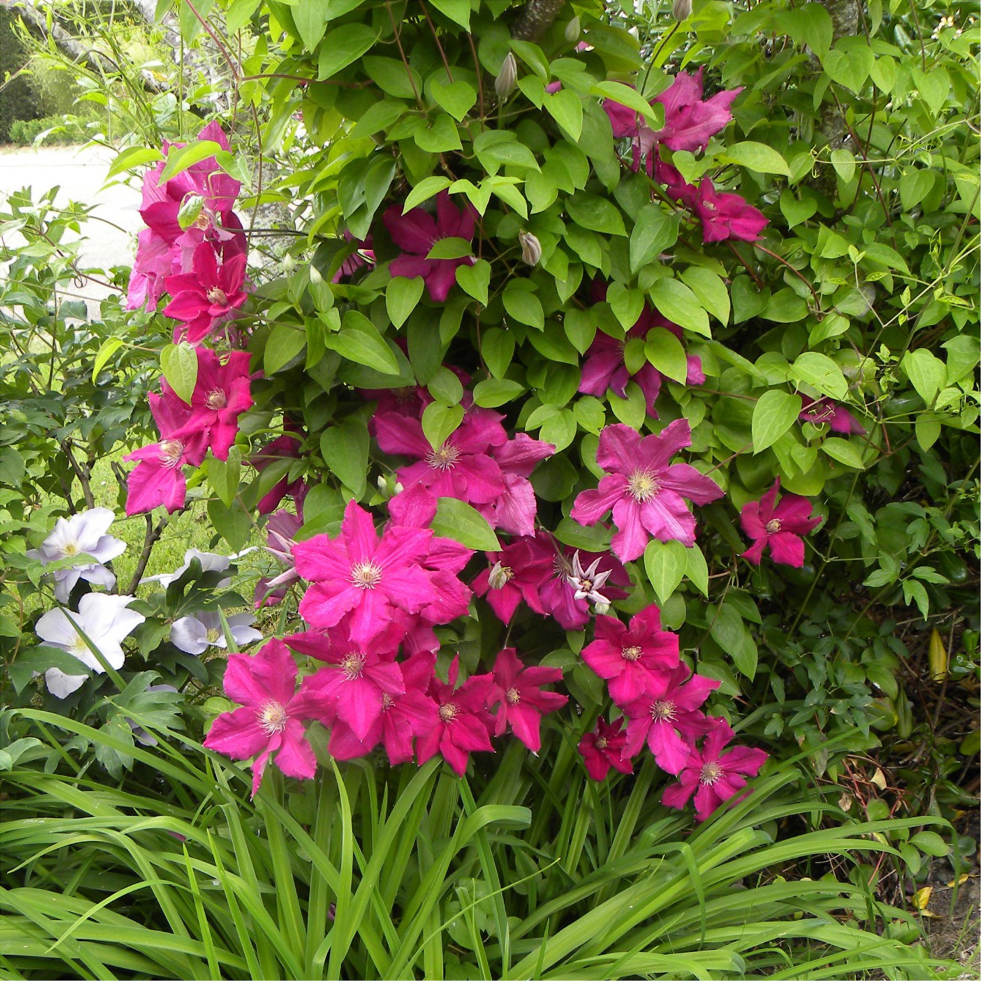 Bakker Ernest Markham clématite plante grimpante rouge pot 1,5L