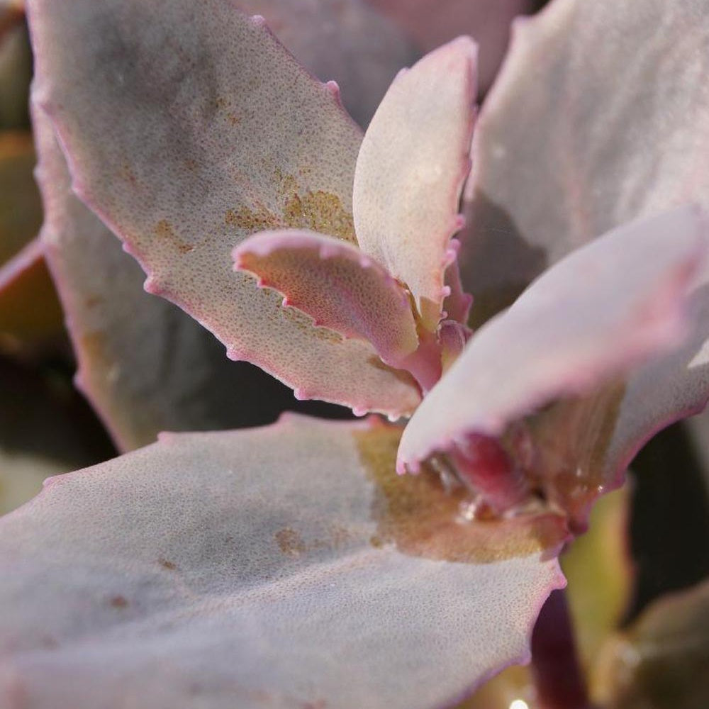 Bakker Chocolate Cherry sedum vivace pot 8cm rose