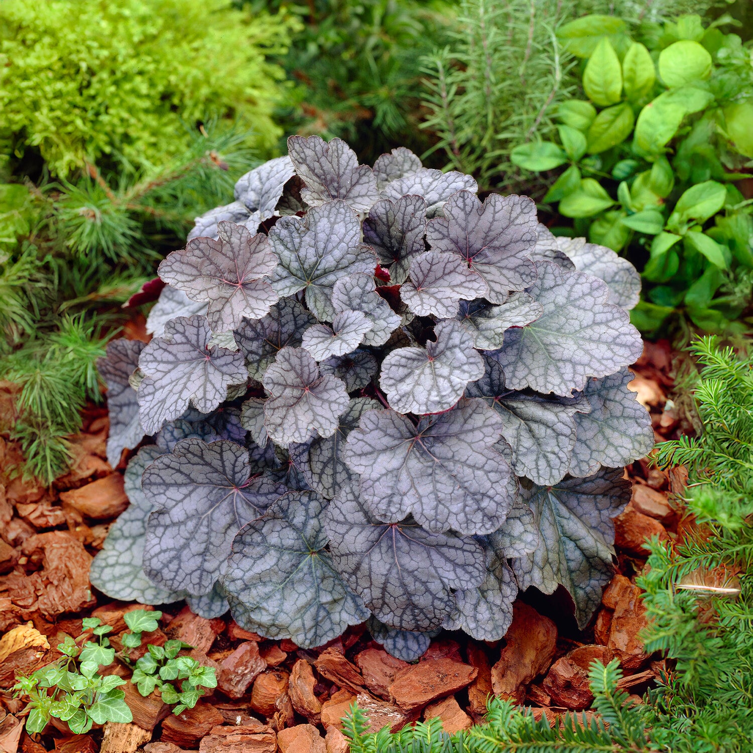Bakker Heuchère Cascade Dawn vivace dorée pot Ø 9 cm