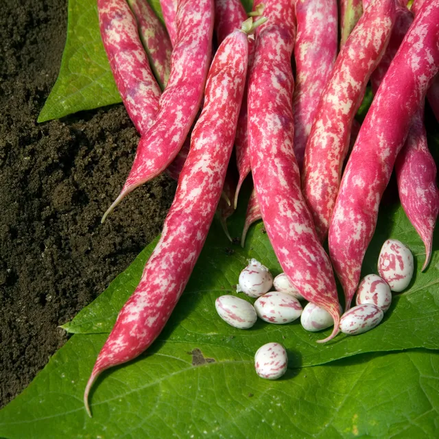 Bakker Potager Haricot Nain Flambo graines 80g 120 graines