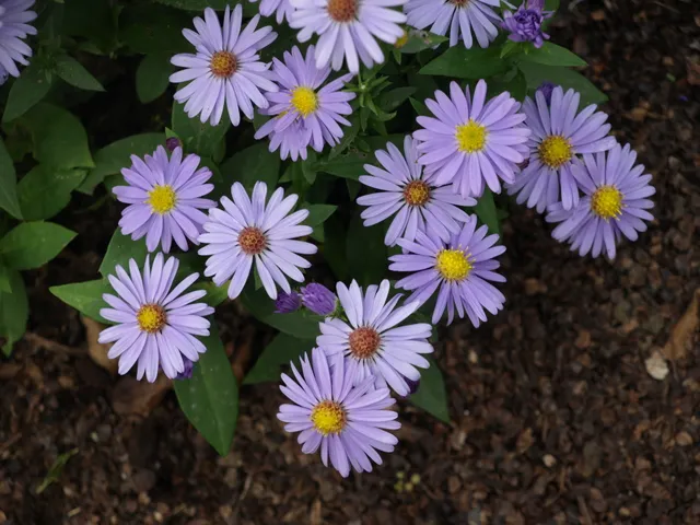 Passion Vivaces Aster dumosus Little Man in Blue godet mauve