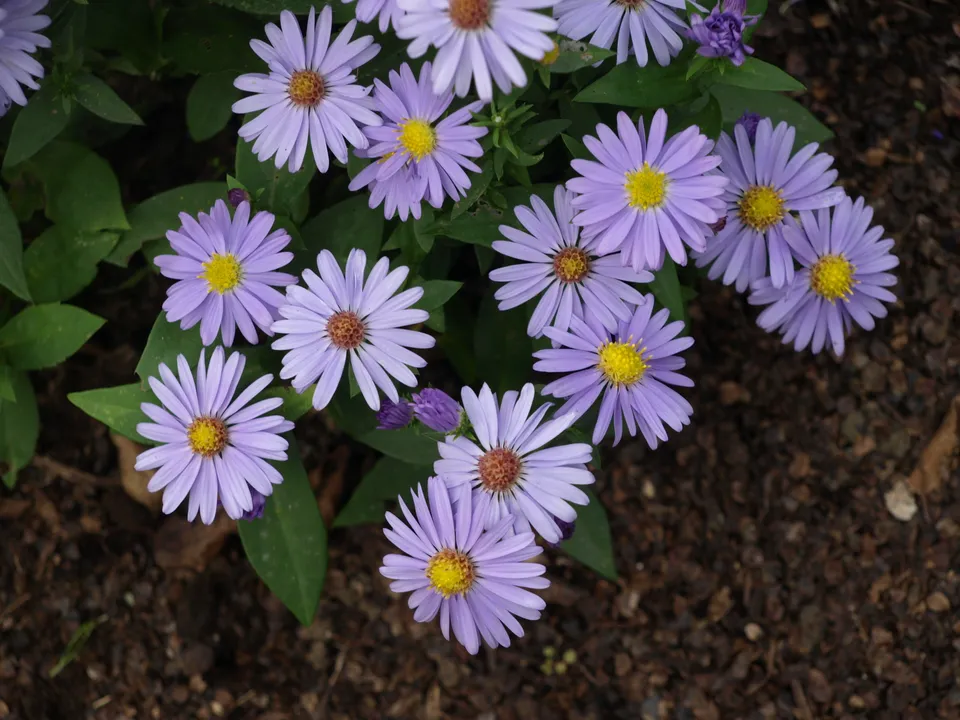 Passion Vivaces Aster dumosus Little Man in Blue godet mauve