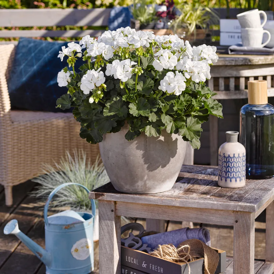 Bakker Géraniums à massifs blancs géranium 3 pots 10,5cm été
