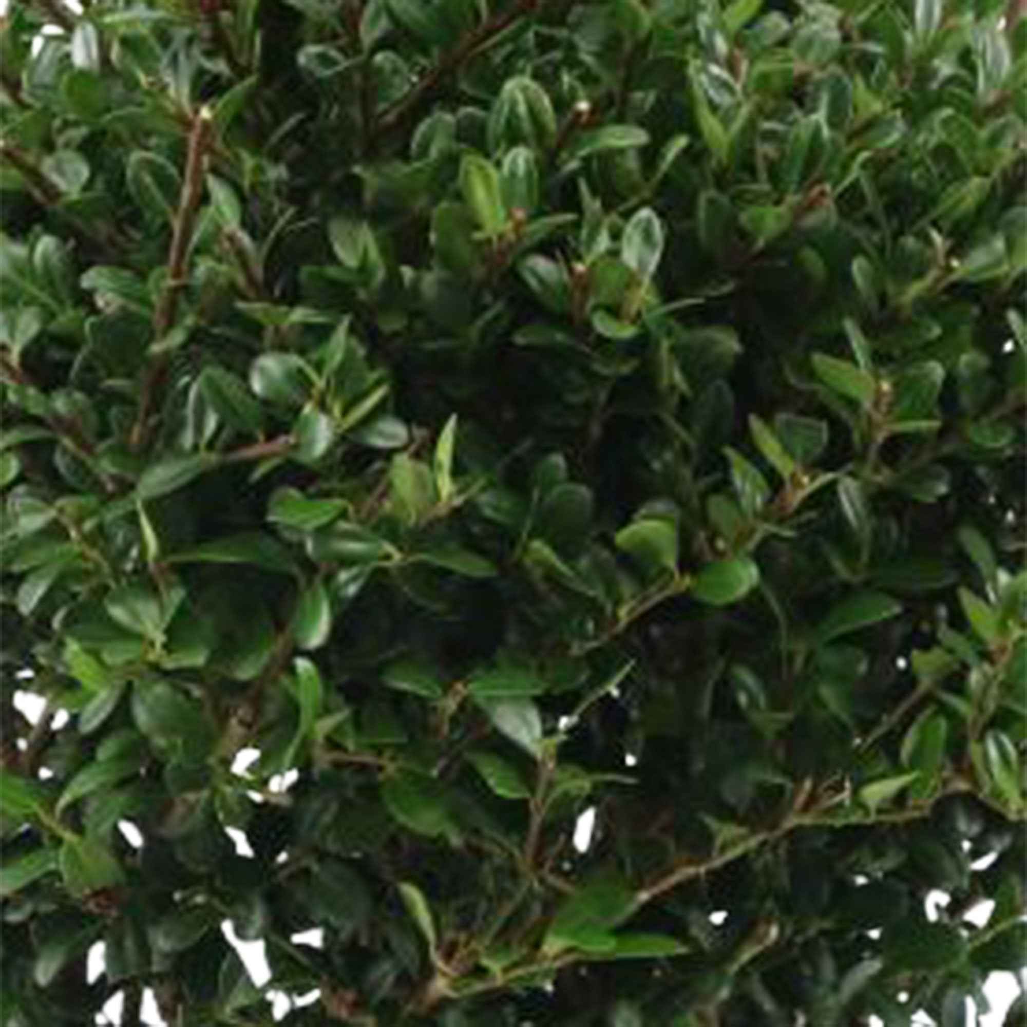 Bakker Houx Japon Ilex crenata boule pot 2L 15-20cm