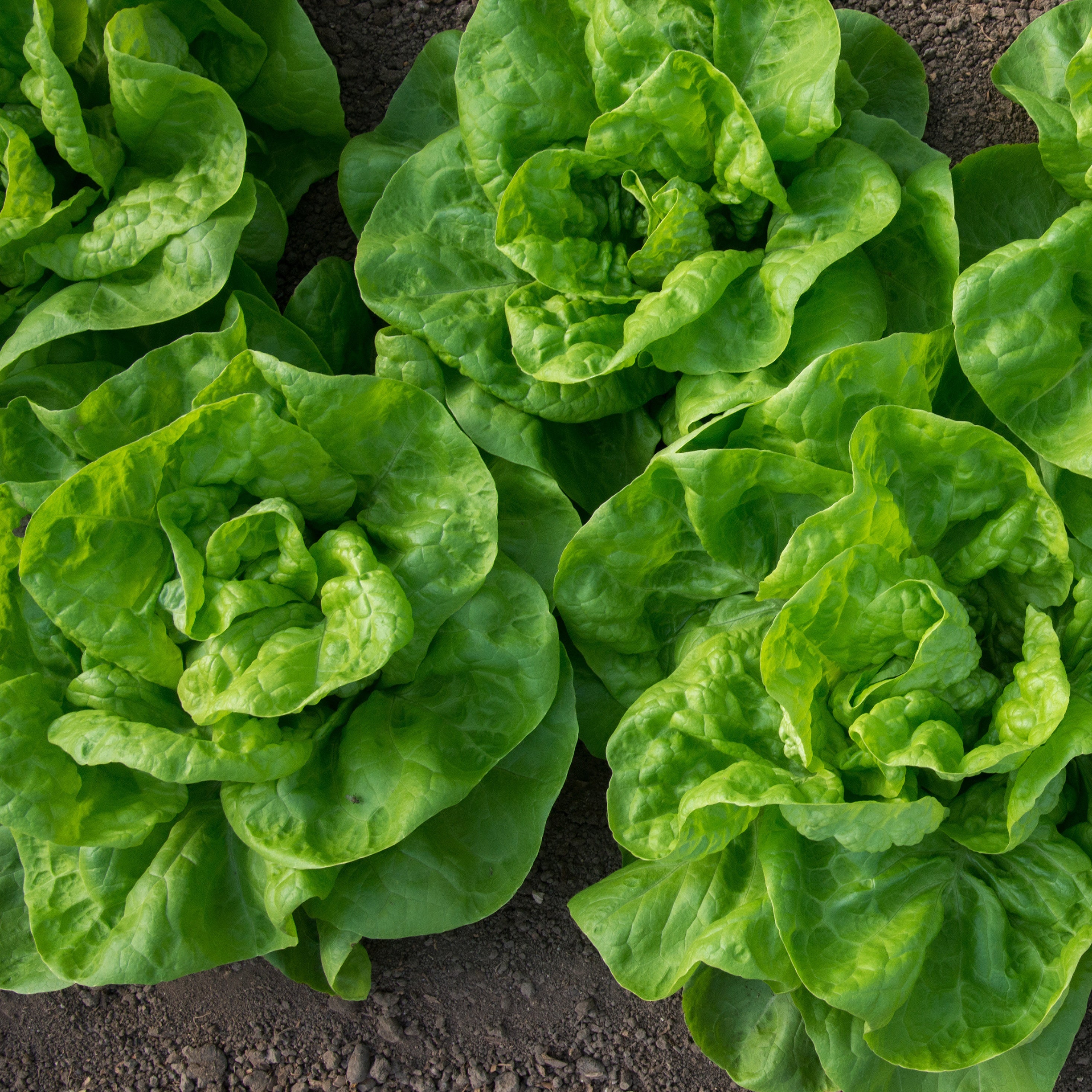 Bakker Laitue pommée Novappia 6 plants mottes croquante