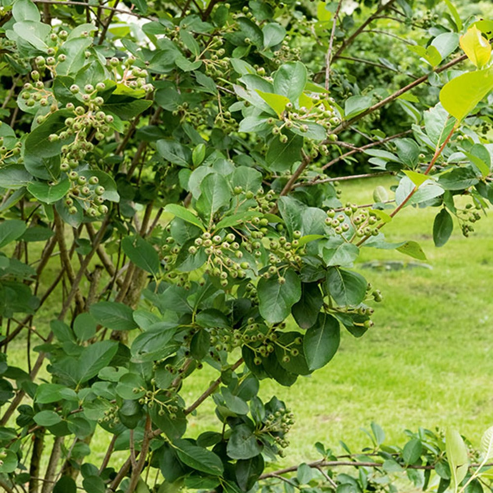 Bakker Aronia fruits noirs arbuste pot 3L 50-60cm