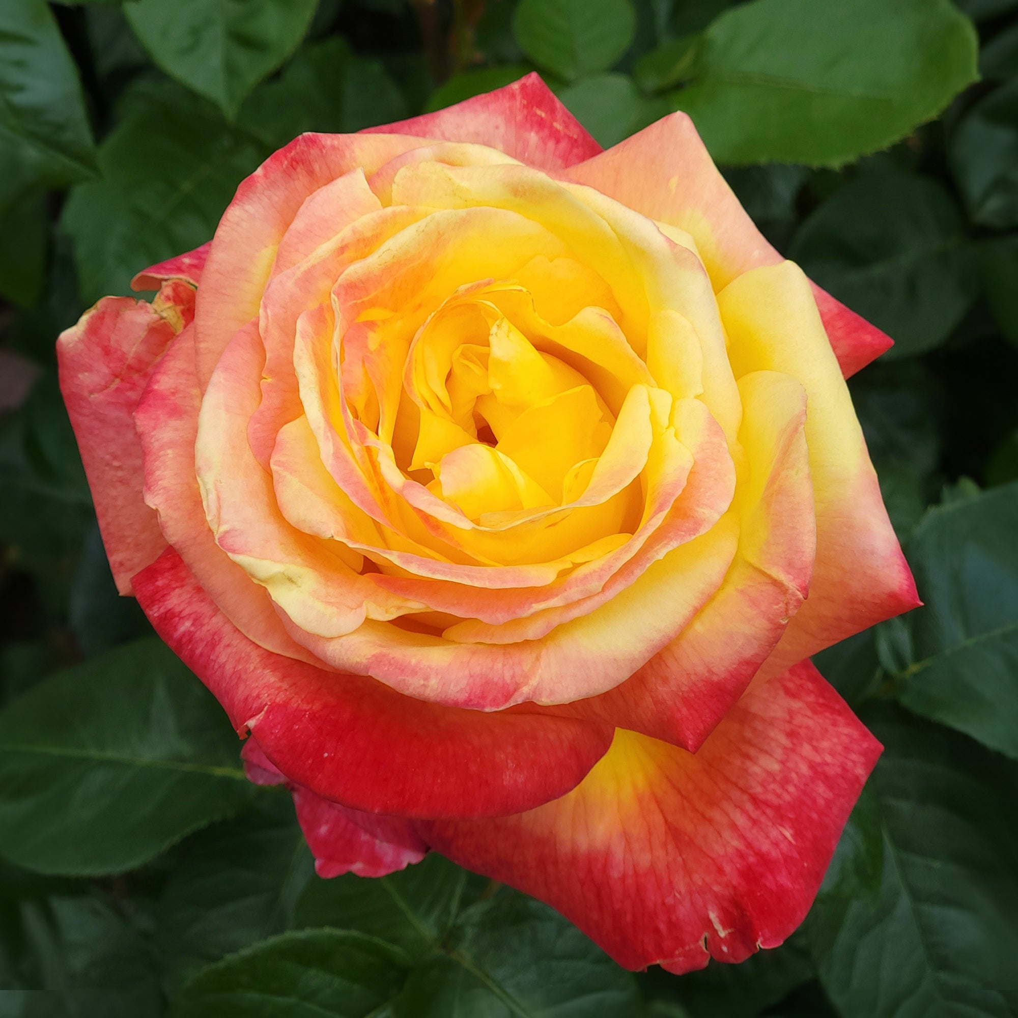 Bakker Rosier buisson bicolore racine nue jaune-rouge parfumé