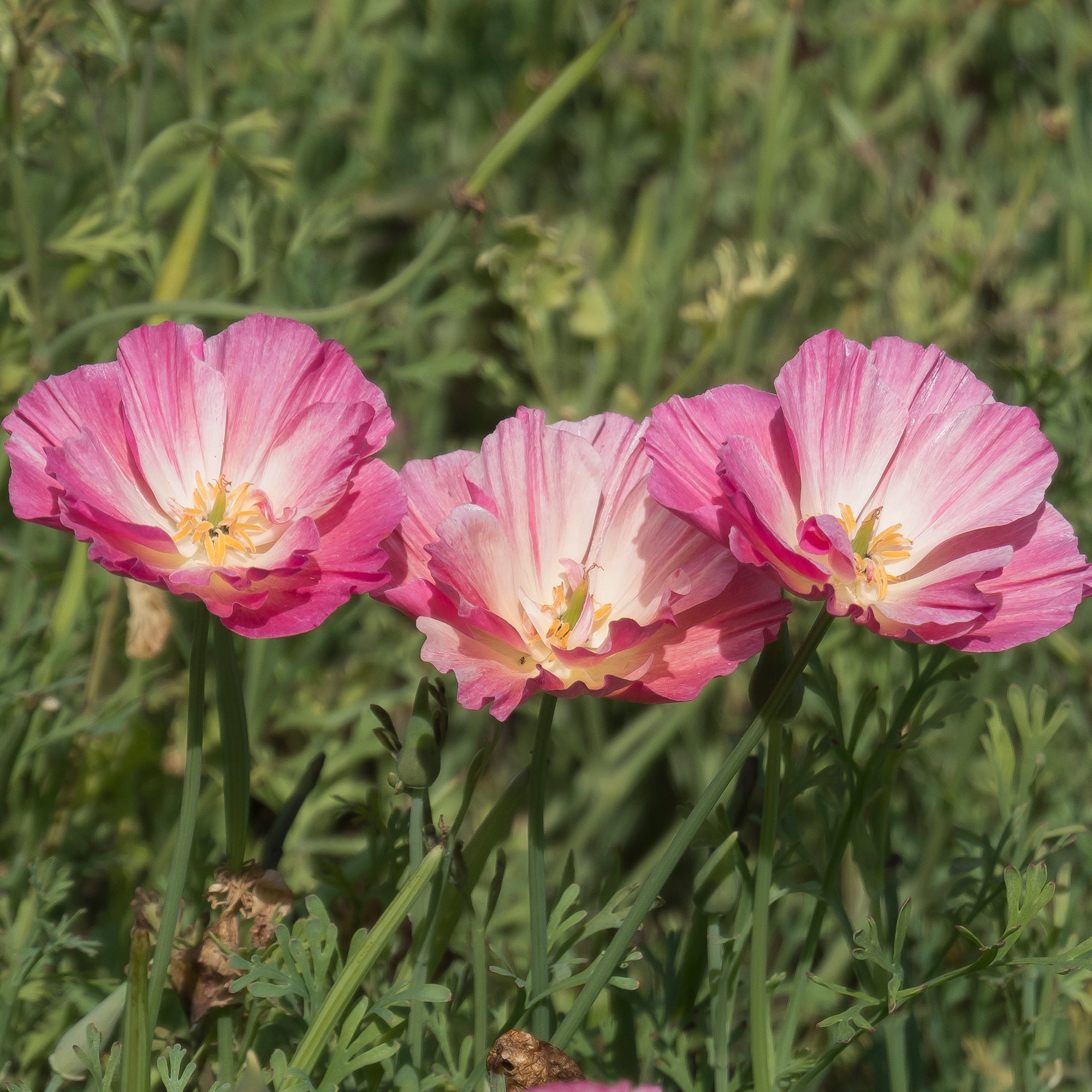 Bakker Pavot Californie Appleblossom graines 0,2g rose double