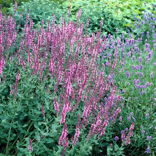 Bakker Rose Queen sauge des bois plante vivace pot 8cm rose