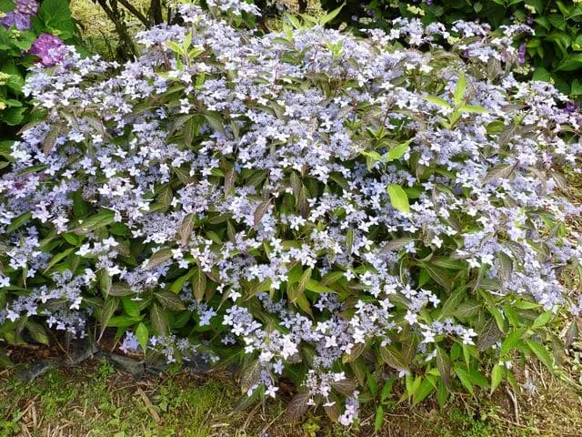 Les Hortensias du Haut Bois Otsu Hime Hydrangea serrata hortensia nain rose