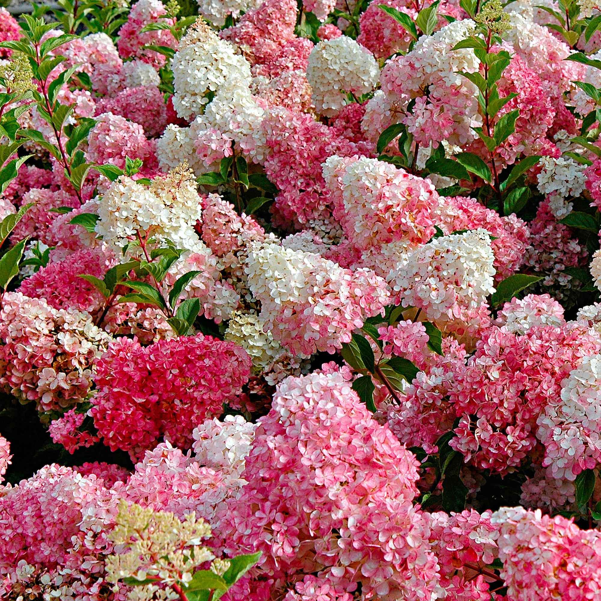 Bakker Vanille Fraise hortensia paniculé pot 1,3L 20-30 cm