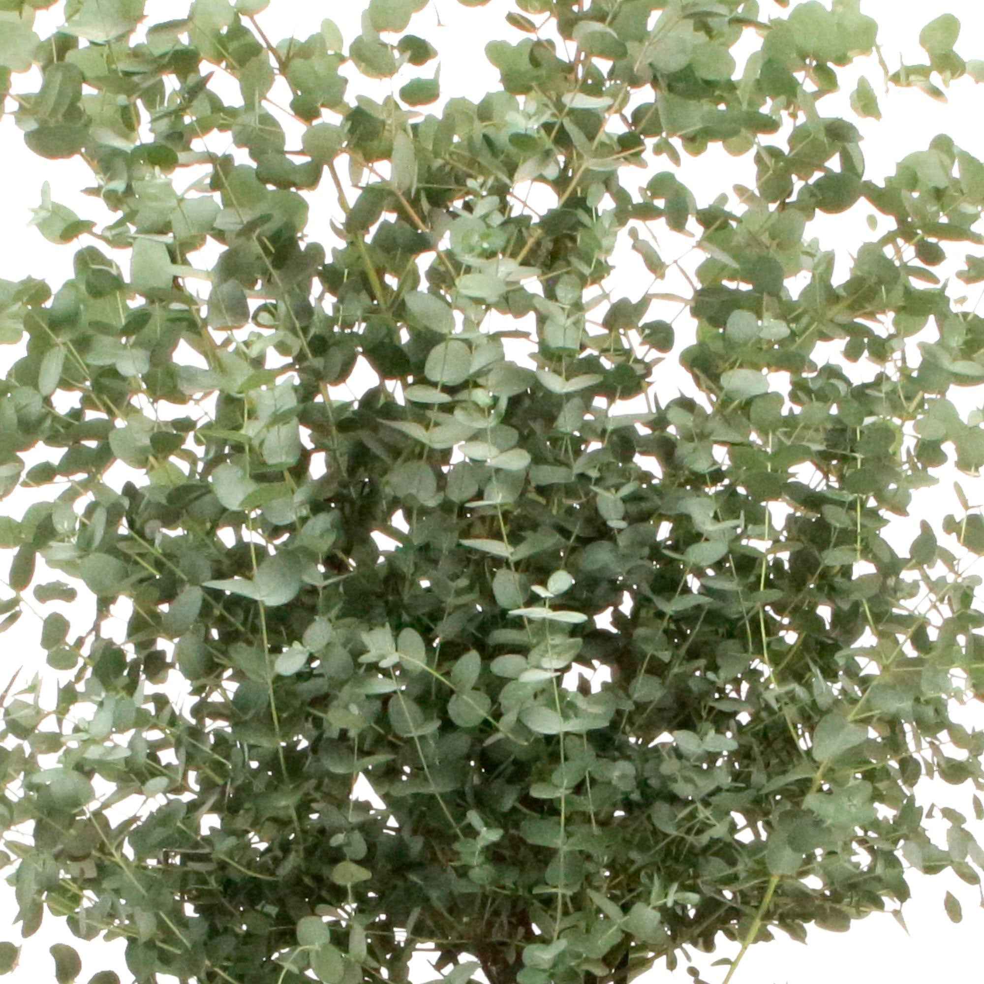 Bakker Eucalyptus gunnii arbre persistant pot 1.5L 70-90cm rustique