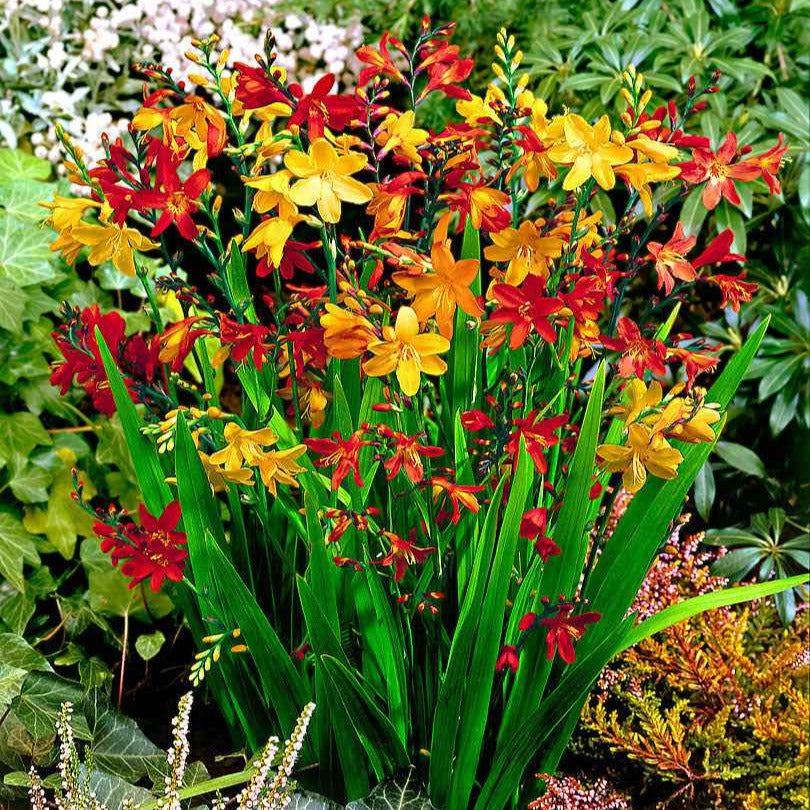 Bakker Crocosmia en mélange bulbe été 30 bulbes floraison jaune