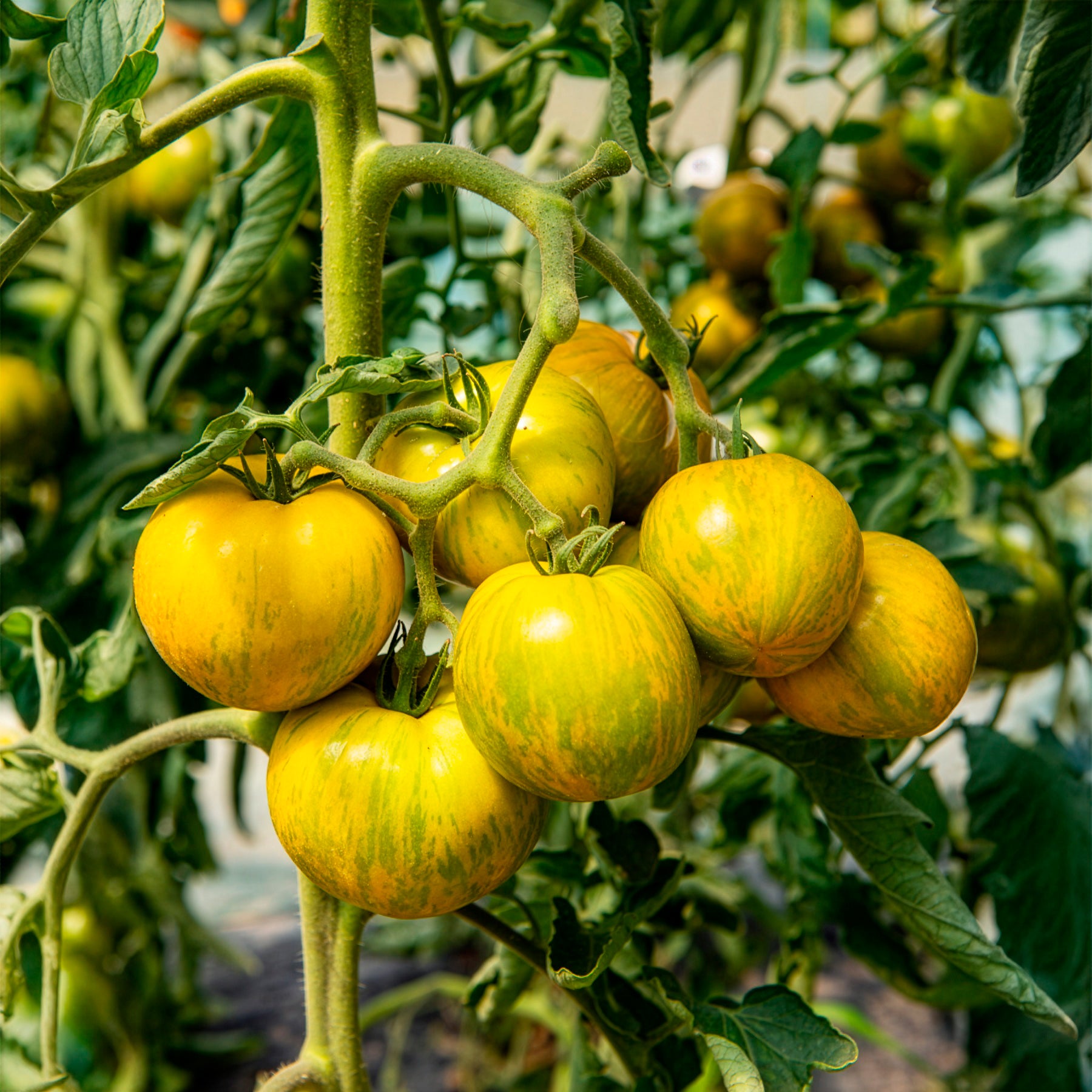Bakker Potager Plant Tomate Green Zebra 3 plants pot 10,5cm verte