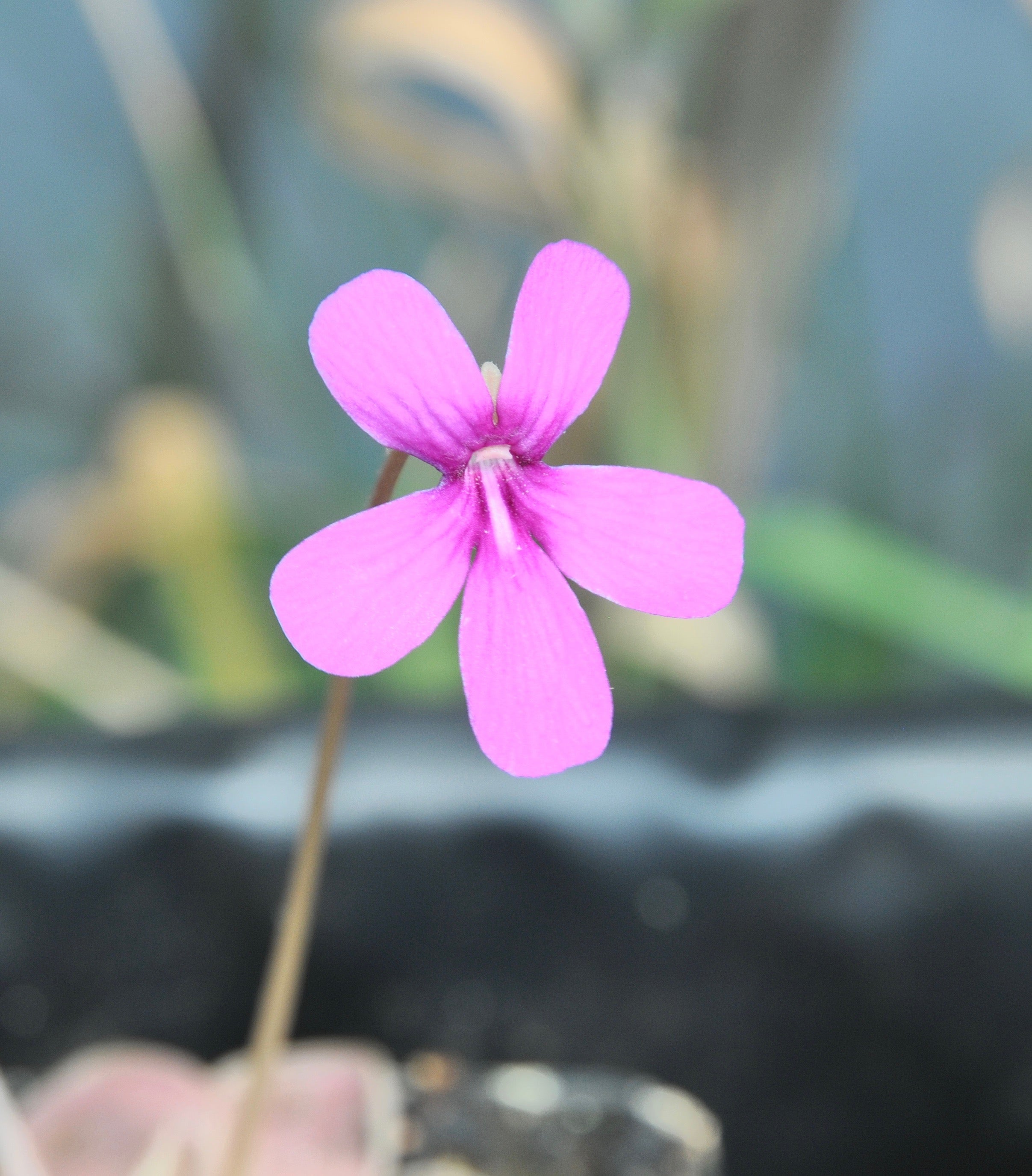 Carniflore Pinguicula Weser plante carnivore adulte pot 7 cm