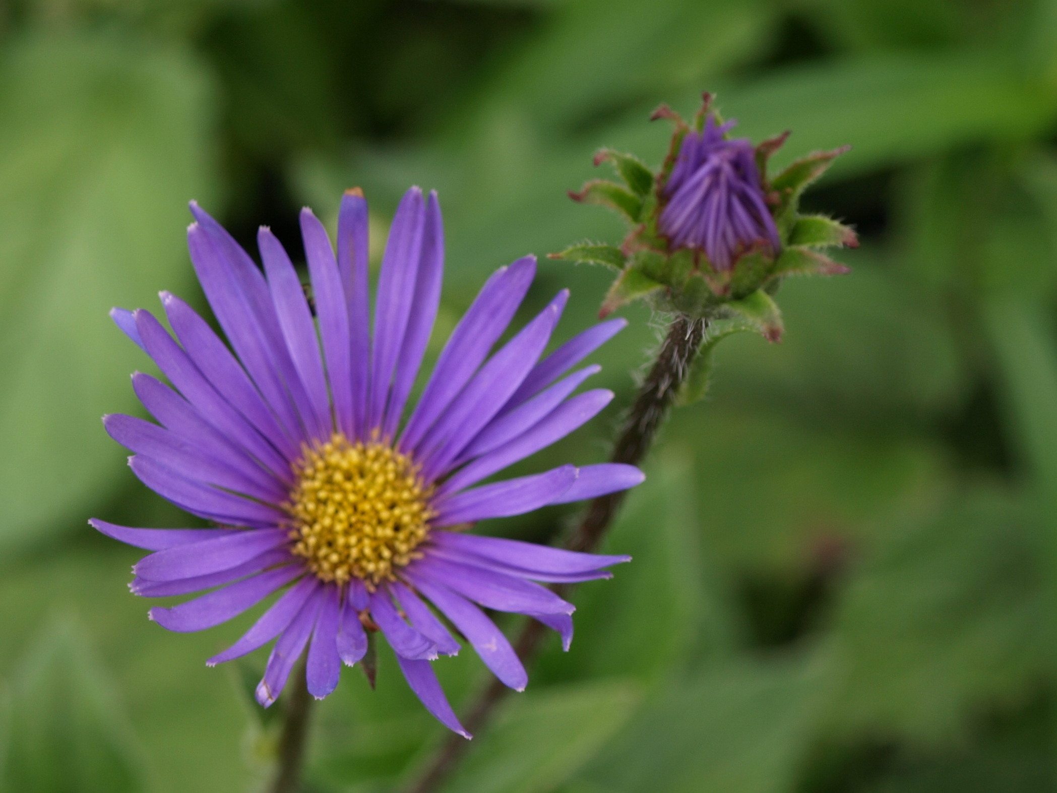 Aster asperulus vivace godet bleu violacé longue floraison