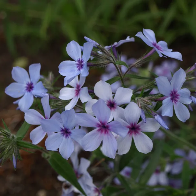 Passion Vivaces Phlox Chattahoochee plante vivace godet bleu