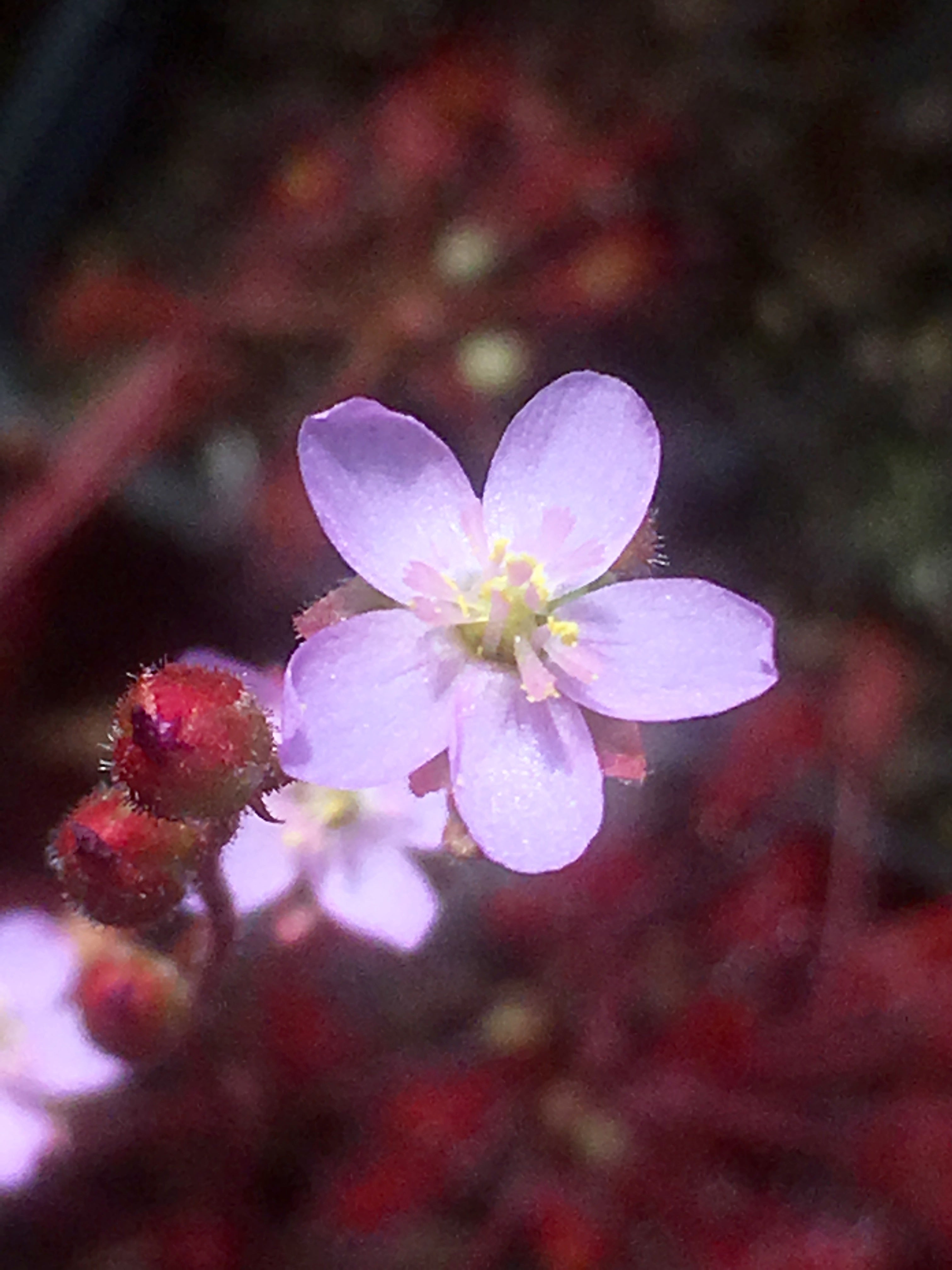 Carniflore Drosera madagascariensis plante carnivore pot 9 cm tige