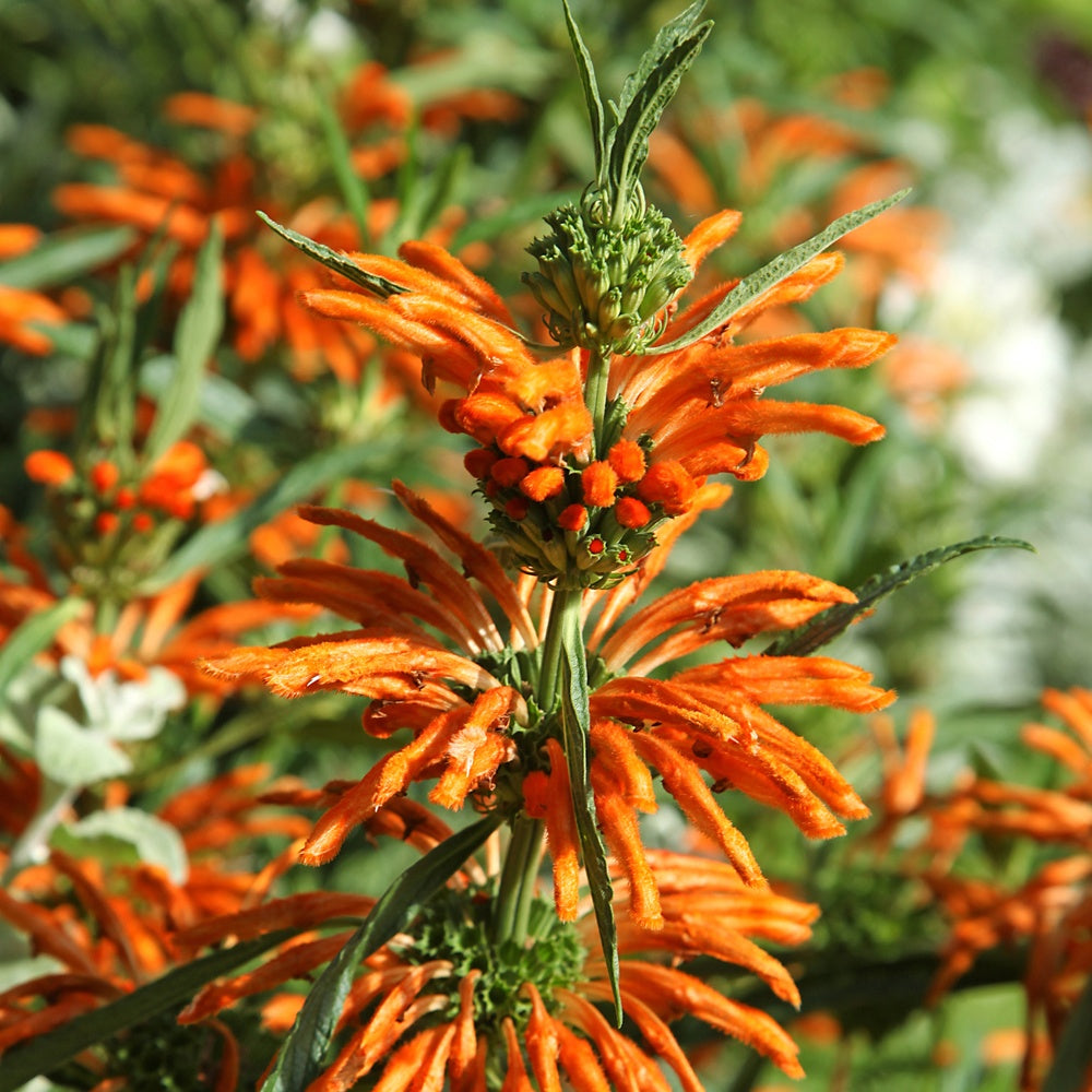 Bakker Vivaces Queue de lion vivace pot 0.8L 20-30cm orange