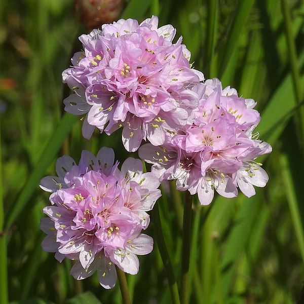 Passion Vivaces Armeria plante vivace godet coussin persistant