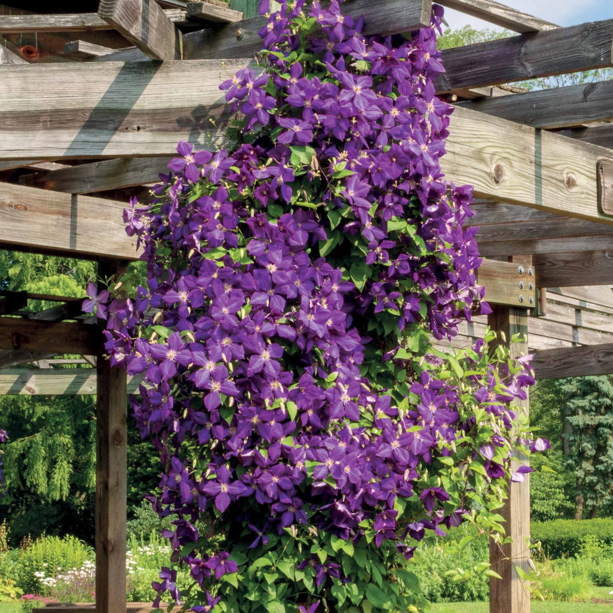 Bakker Jackmanii clématite violette pot Ø9cm 20-30cm grimpante