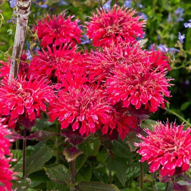 Bakker Plantes vivaces Monarde Bee Happy ® pot 8cm fleurs rouges