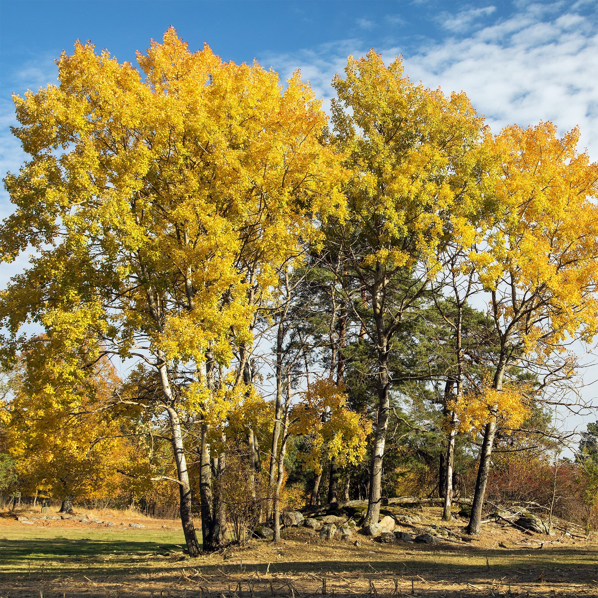 Bakker Populus tremula peuplier pot 80-100cm