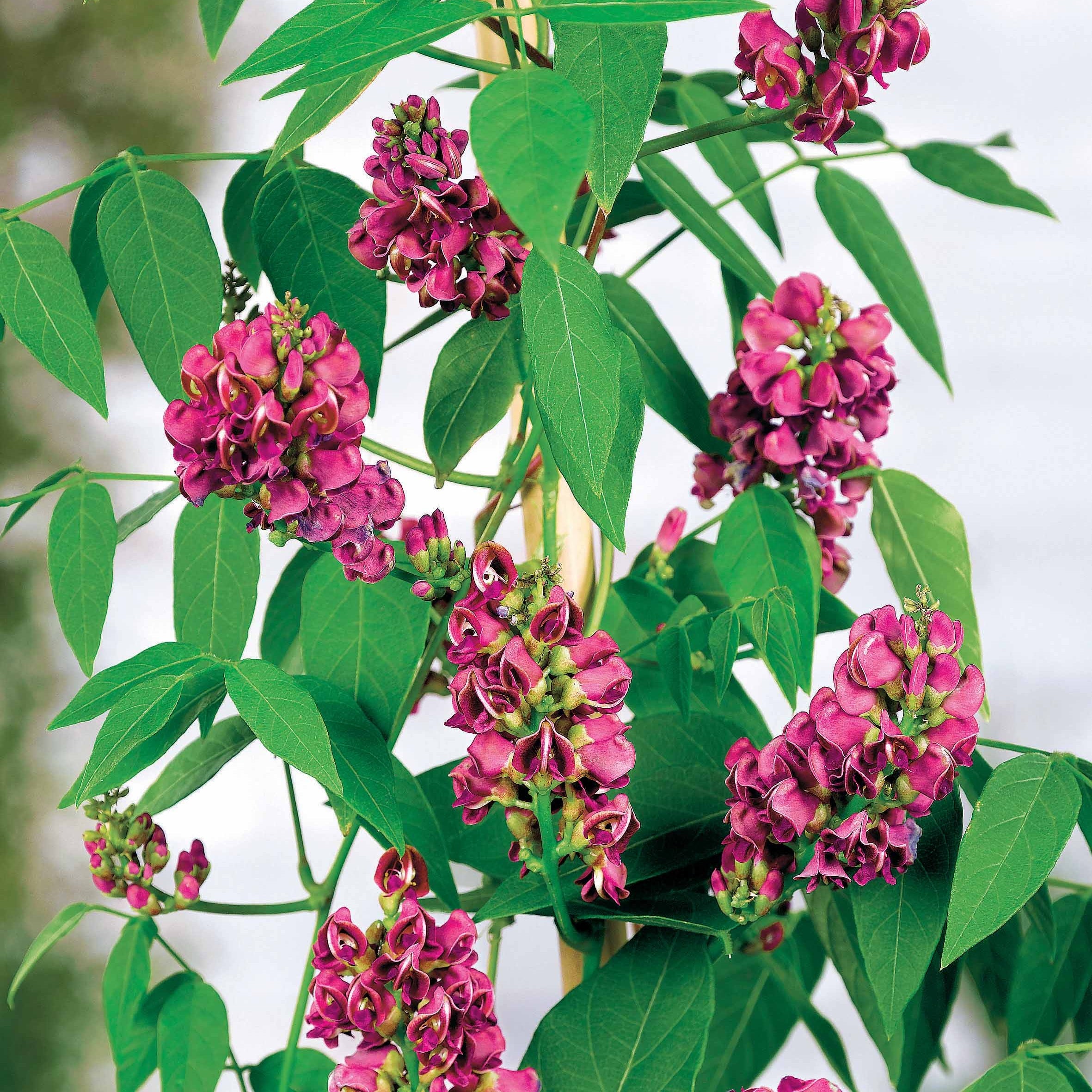 Bakker Glycine tubéreuse bulbe sachet 1 calibre II fuchsia