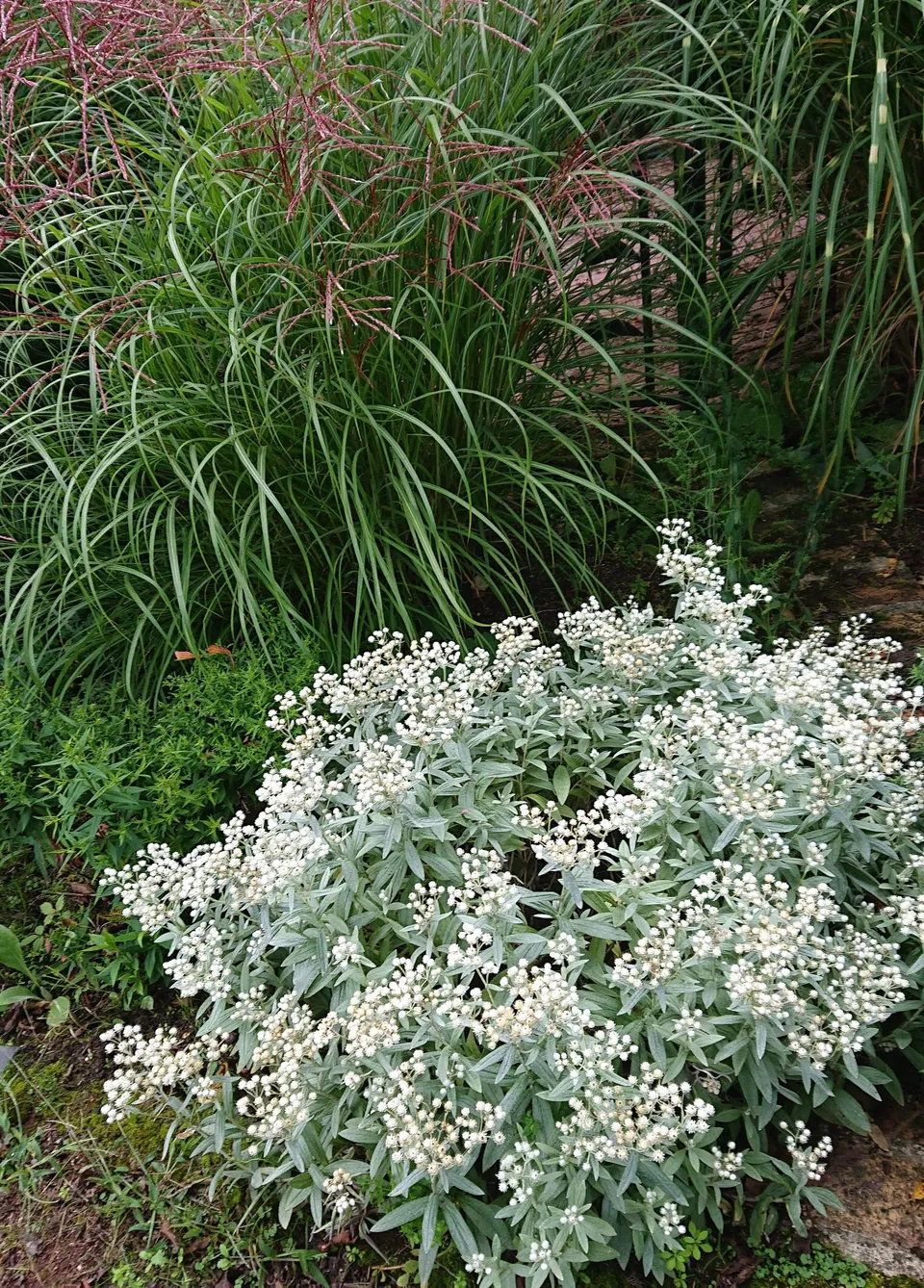 Passion Vivaces Anaphalis triplinervis plante vivace godet blanc argenté