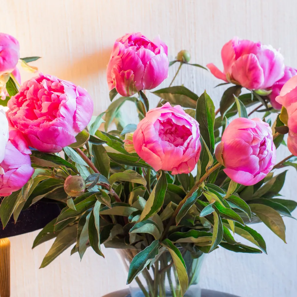 Bakker Jacorma pivoine rose racine nue parfumée
