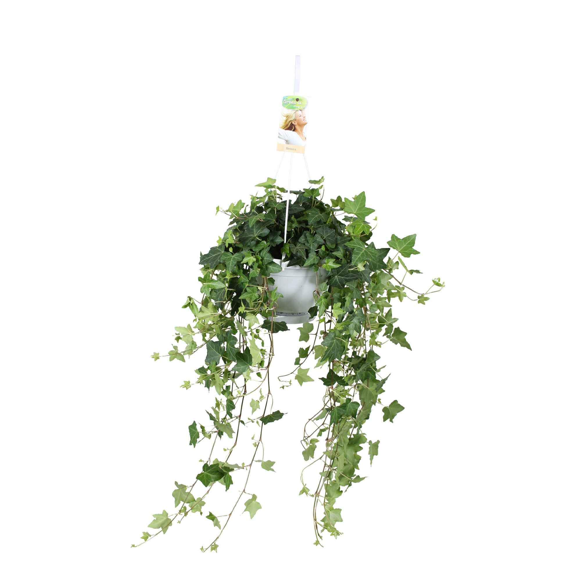 Bakker Plantes d'intérieur Lierre Pittsburgh pot 13 cm
