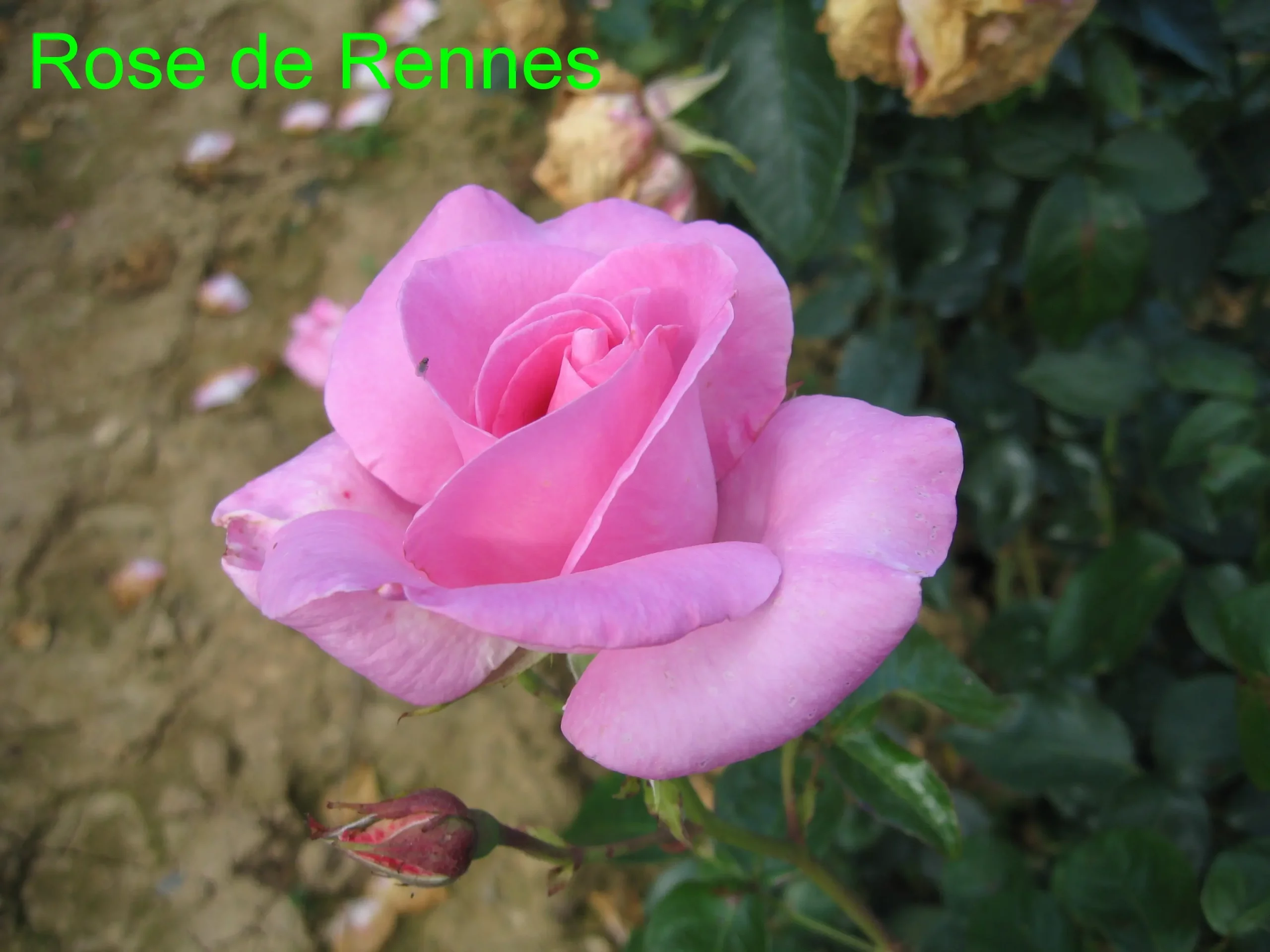 Michel Adam Rose de Rennes Adarhos rosier buisson rose