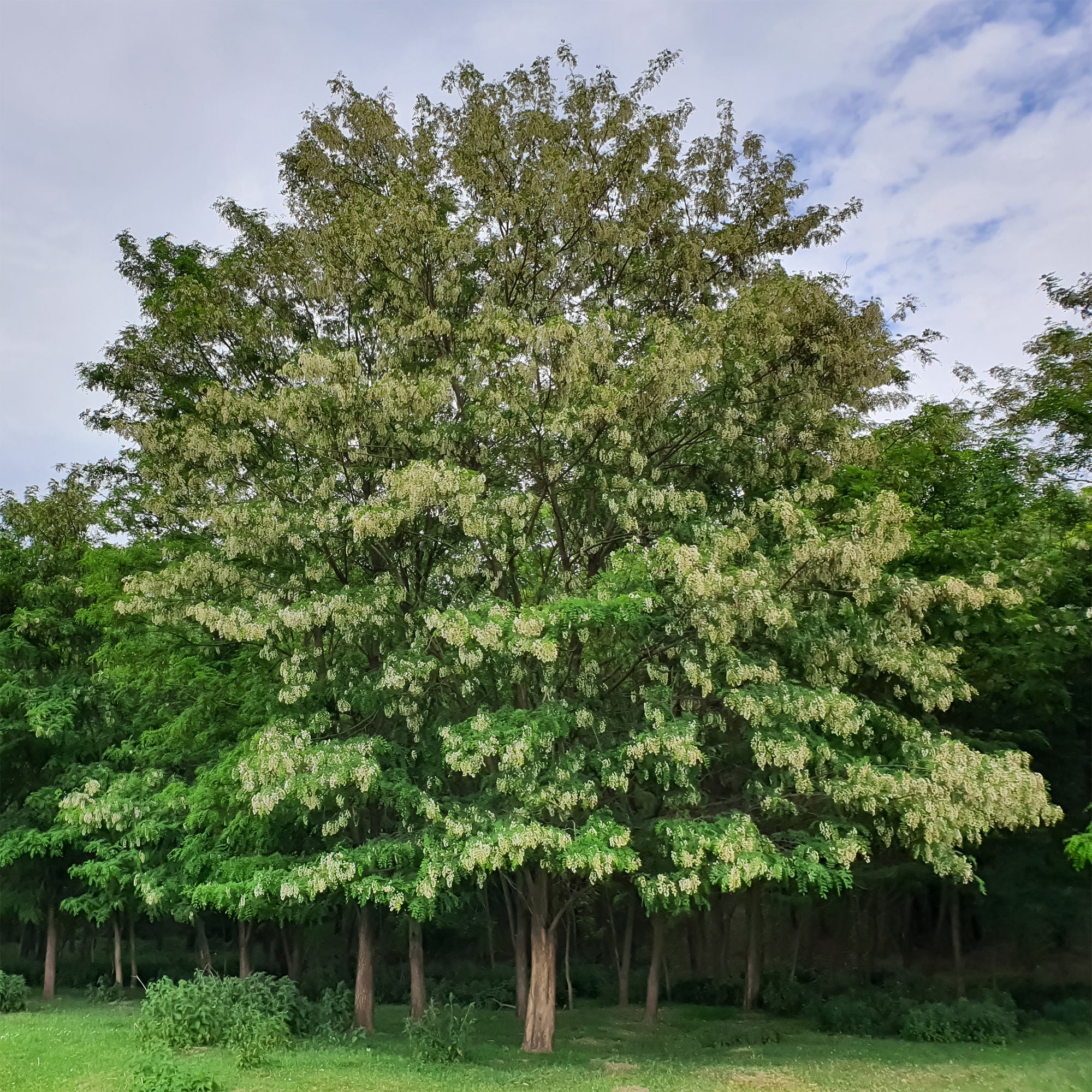 Bakker Robinier faux-acacia arbre pot 2L 60-80cm blanc