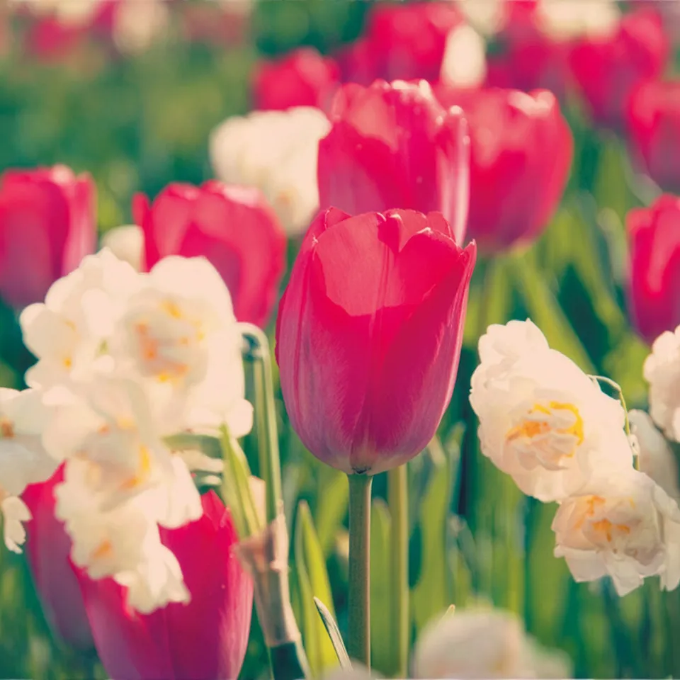 Bakker Van Eijk bulbes tulipe narcisse 10 bulbes rose