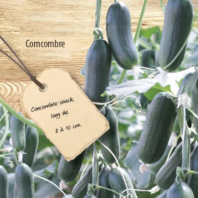 Bakker Hopeline F1 concombre mini sachet 8 graines