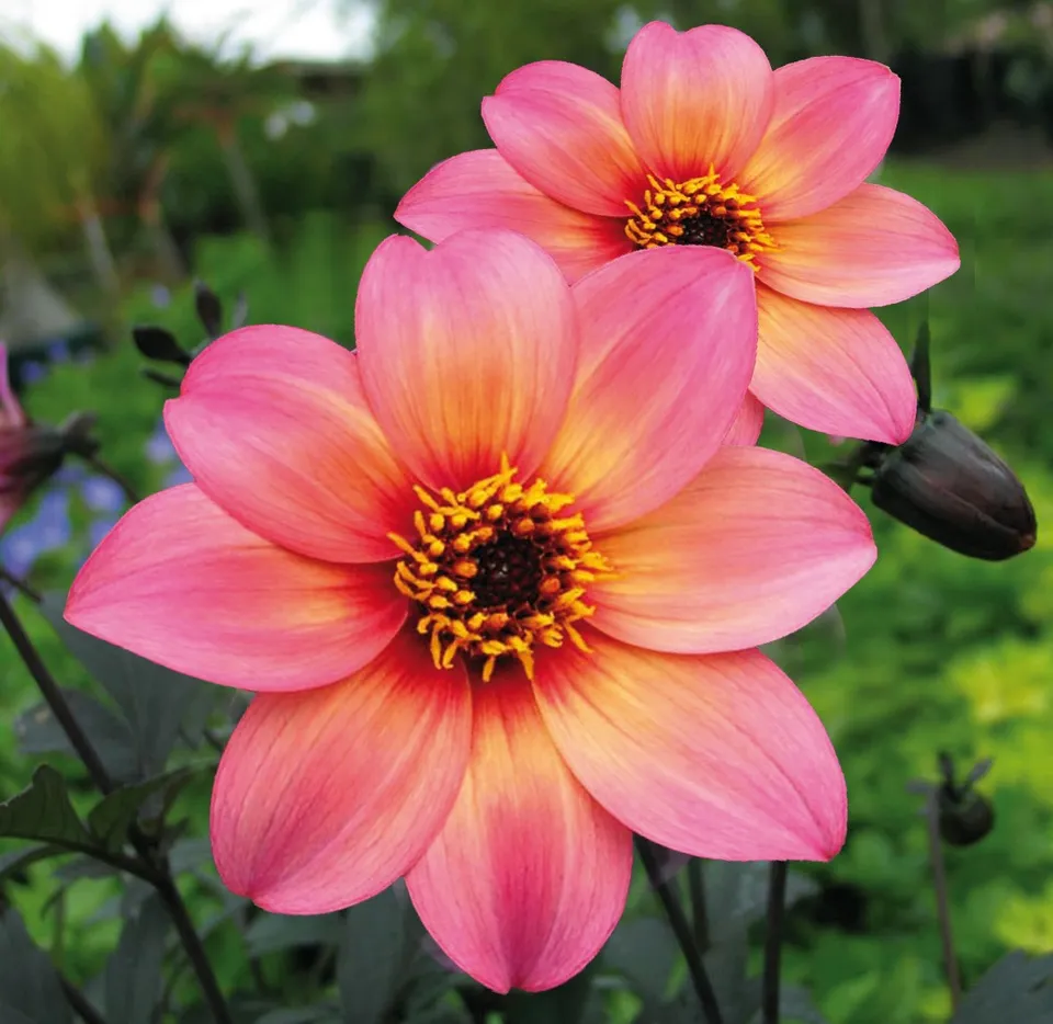 Pépinières Ripoche Dahlia Mystic Fantasy plante vivace pourpre