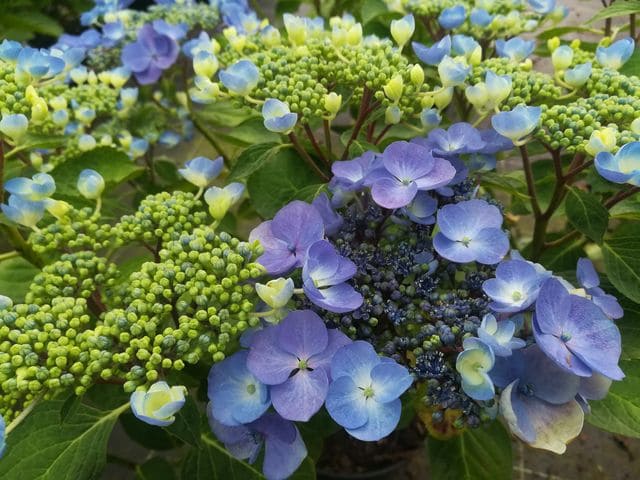 Lutin Hydrangea macrophylla hortensia fleurs plates