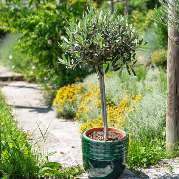 Bakker Olivier sur tige Olea europaea pot 3L tige 50cm