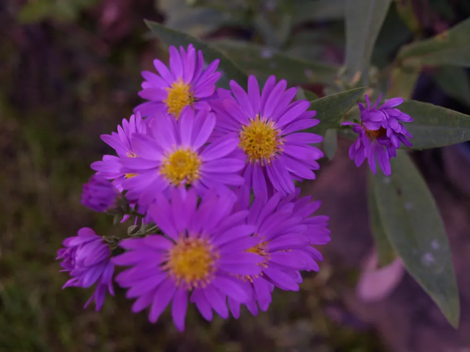Passion Vivaces Aster 'Violetta' plante vivace godet violacé