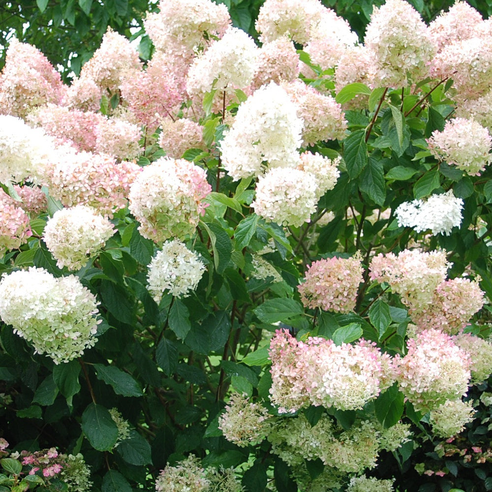 Bakker Phantom hortensia paniculé blanc crème pot 3L