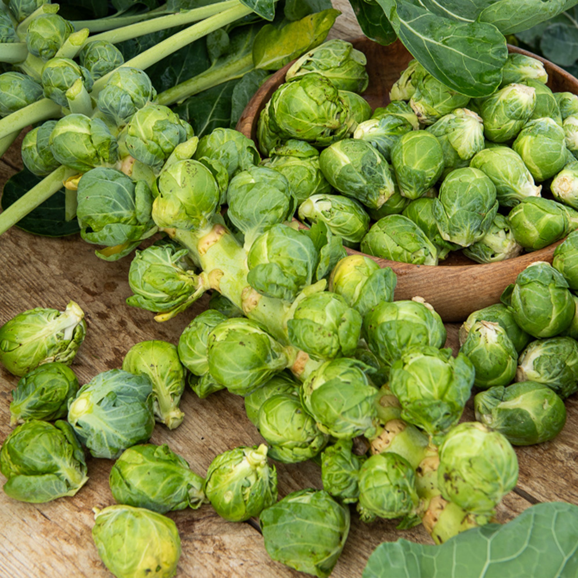 Bakker Potager et Graines Igor F1 chou Bruxelles 0,3 g