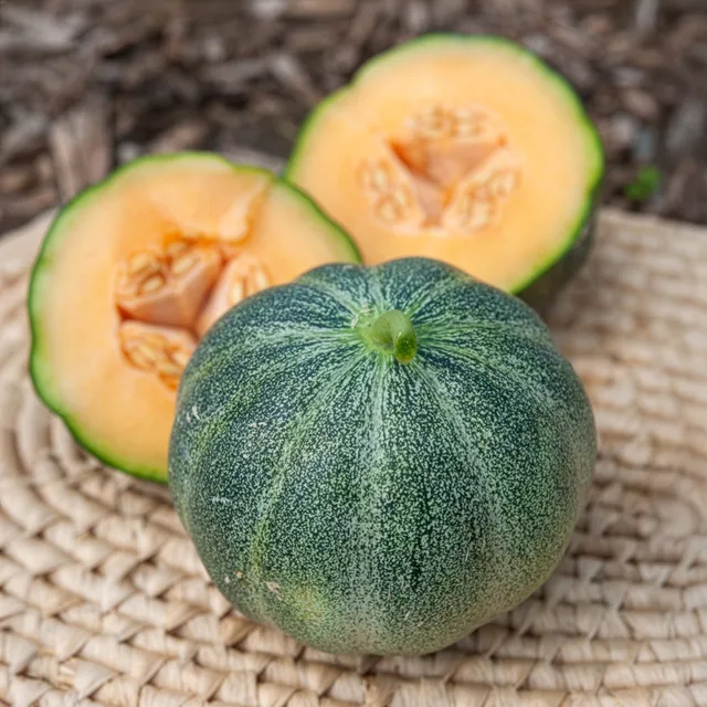 Bakker Melon Petit Gris de Rennes graines sachet 1g sucré