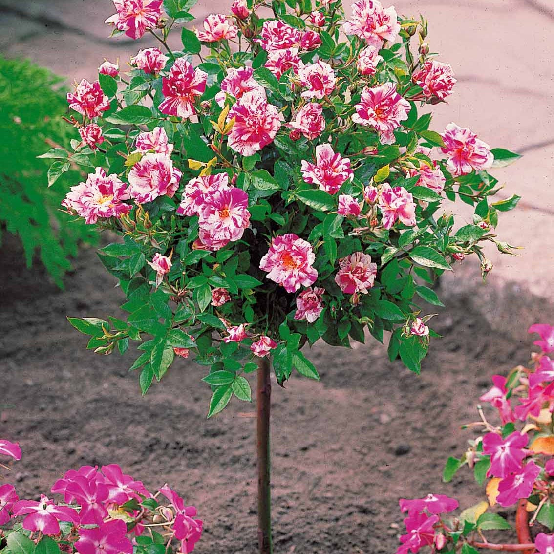 Bakker Rosiers Armida Mousha mini sur tige lot de 2 racines nues